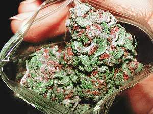 Photo cannabis médical