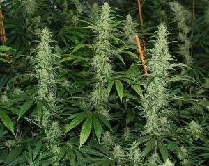 Plants de Cannabis